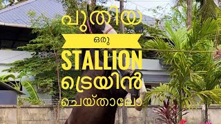 പുതിയ ഒരു  STALLION ട്രെയിൻ ചെയ്താലോ