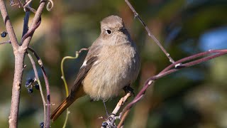 冬の人気者ジョウビタキ♀を換算2520mmで撮ってみた