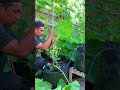 Prune and grow zucchini vertically