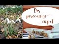 ✿ Bulbes de printemps : planter des perce neige en pot