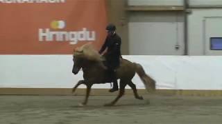 Brimnir Efri-Fitjum og Laxnes Lambanesi - Stóðhestaveislan 2018