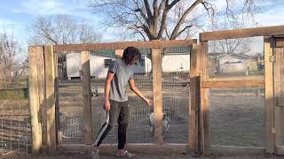 UPDATE ON OUR NEW EMU ENCLOSURE!!!