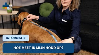 Hoe meet ik mijn hond op? - Medpets geeft tips!