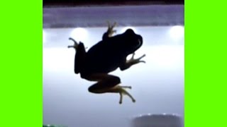 自動販売機にカエル　　蛙の捕食　Frog to prey on