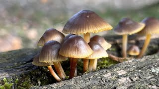 4k Mycena inclinata Mushroom Identification