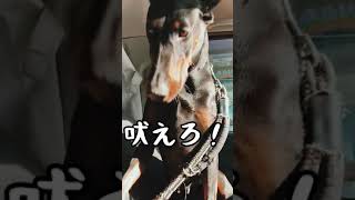 Doberman's modest barking