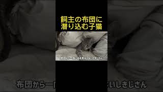 【幸せ】飼主の布団に潜り込んでくる子猫……