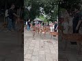 少女は、鹿の群れが自分に向かってくるのを見て怖がりました。🦌😰 foreign tourists in nara park japan deerpark narapark japan