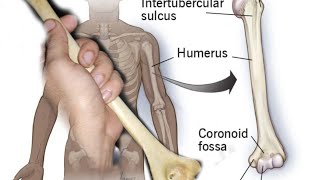 Humerus full Muscles Attachment in easy way |  মানুষপর হাতের সবচেয়ে বড় হাড়