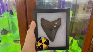 Testing my Radioactive Megalodon Tooth with a Geiger Counter