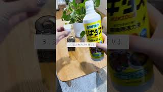 🍀ポトスの挿し木　成功させるコツ🍀【☘Life with Houseplant】12-1#shorts