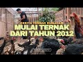 TERNAK AYAM BANGKOK SKALA RUMAHAN | CERITA TERNAK RUMAHAN