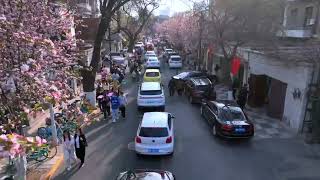 “又是一年海棠花开”，春日“顶流”悄然而至，周末阳光和煦，微风拂面，海棠花绚烂绽放迎来游客不断。#Tianjin #十项行动 #激扬高质量发展新动能