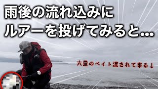 雨後、大量のベイトが溺れる流れ込みで釣りしてみた。