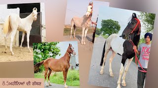 4 ਚੰਗੇ ਕੱਦ ਕਾਠ ਦੇ ਜਾਨਵਰ ਜਾਇਜ਼ ਰੇਟ ਤੇ ਵਿਕਾਊ | Ghodi for sale |horseforsale #viral