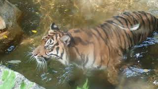 襲いかかるスマトラトラ　上野動物園