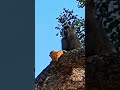 لا يصدق شاهد غضب ملك الغابة بسبب قرد 🐒🦁 animals duet الحياة_البرية wildlife lion short shorts