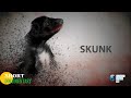 Wild life | Skunk documentary in english | Skunk documentary