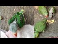 indian alexandrine parrot v s pakistani alexandrine parrot