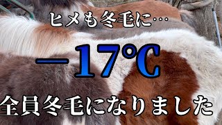 【北海道和種】ヒメが冬毛に変わり、これで全員冬毛になりました