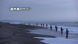 遠州灘海岸物語43　遠州灘のサゴシ