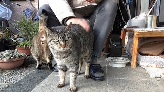 【地域猫】玄関前で相変わらずの三匹とナナ姫のお見舞い。【魚くれくれ野良猫製作委員会】