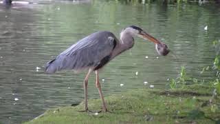 Grey Heron swallows Brown Rat still kicking - hogganfield 1.7.20 (part 1 of 2)