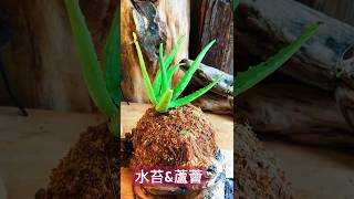 生活可以更精彩 #植栽 #望古農莊#大自然創生#水苔球#蘆薈