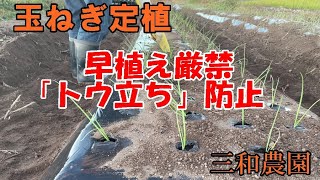 【玉ねぎ】早く植えたい気持ちにブレーキ！トウ立を防ぐNO357