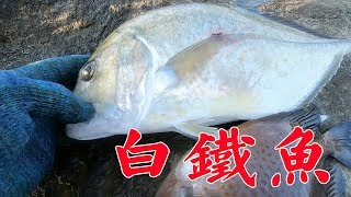 遊速超快的“白鐵魚”，也沒逃過阿鋒的捕魚神器， 第一次遭遇被捕獲【探海漁人】