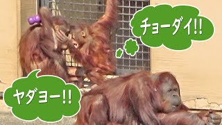 みんなのお気に入り新しい遊具・オランウータン