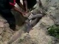Nigerian Girl Raped & Buried Alive by Gang