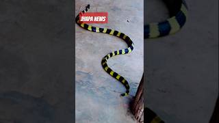 Jhapa news || एकदमै दु:खद खबर झापाको हल्दिबारिमा के भयो यस्तो #venomous_snake