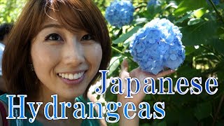 Japanese Ajisai (hydrangeas) in Kamakura / 鎌倉の姫あじさい♪