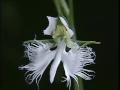 habenaria radiate