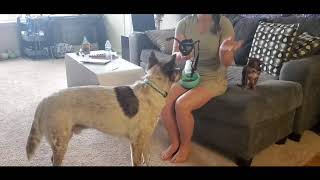 Muzzle Conditioning Step 2