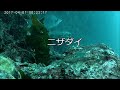 熱海港　水中映像　８月