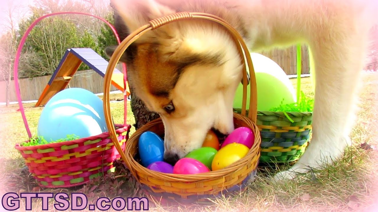 My Dogs Easter Egg Hunting Youtube