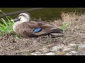 カルガモ eastern spot billed の親子、ヒナもだいぶ大きくなりました。6月8日の映像と同じ親子です。