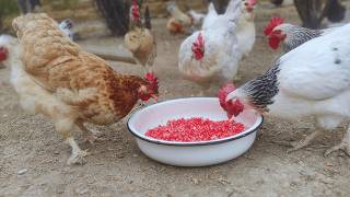 Pomegranate is a favorite of my hens!