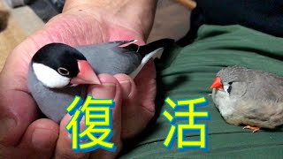 【文鳥・キンカチョウ】つぶが掌に戻って来た