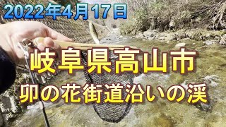 岐阜県高山市 宮川上流で渓流釣り　卯の花街道　2022年4月17日