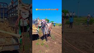 💛ಕರ್ನಾಟಕ ಕೇಸರಿ ಚಿಂಚ್❤️ #terabandirace #bailgadasharyat #bull #bullrace #farmer #karnataka #kesari