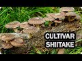 Como Cultivar Seta Shiitake En Casa || La Huertina De Toni