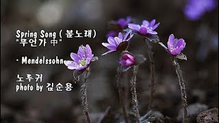 Spring Song (봄노래) 무언가 中/Mendelssohn (멘델스존) \u0026 photo by 김순용