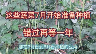 這些秋蔬菜7月開始準備種植了，別錯過最佳種植時間，錯過了就要再等一年