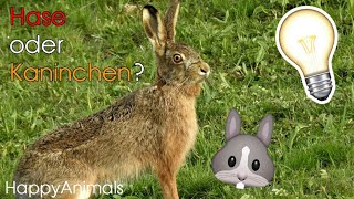 Hase oder Kaninchen? - der Unterschied