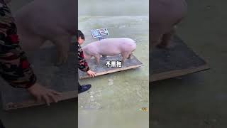 猪：没事，我自己来