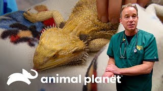3 emergências com animais de estimação incomuns | Veterinário das montanhas | Animal Planet Brasil