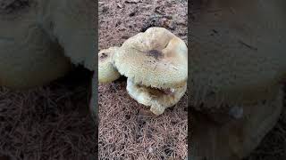 雨后大蘑菇/mushroom after rain